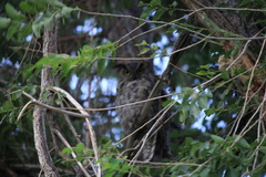 Bubo virginianus