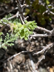 Chaenactis douglasii douglasii