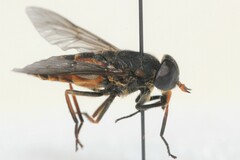 Hybomitra trepida