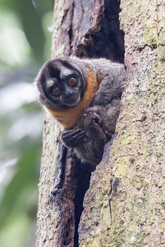 Nancy Ma’s Night Monkey (Aotus nancymai) — Data Deficient Mammalia