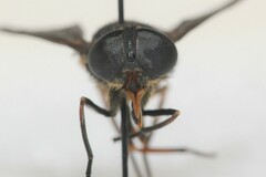 Hybomitra trepida