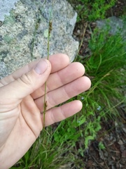 Carex pediformis