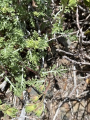Chaenactis douglasii douglasii
