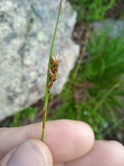 Carex pediformis
