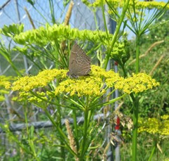 Satyrium