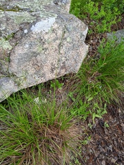 Carex pediformis