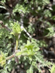 Chaenactis douglasii douglasii