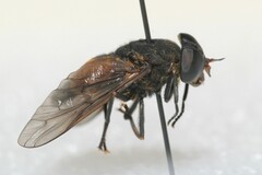 Hybomitra criddlei