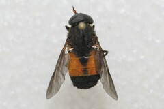 Hybomitra criddlei