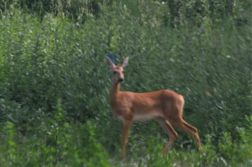 Eastern Roe Deer from Тальменский р-н, Алтайский край, Россия on June ...