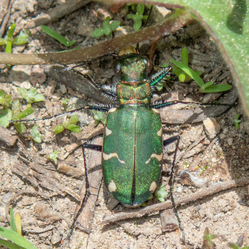 Boreal Long-lipped Tiger Beetle photo 6