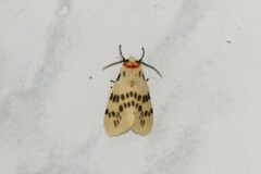 Lemyra ypsilon