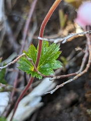 Geum calthifolium