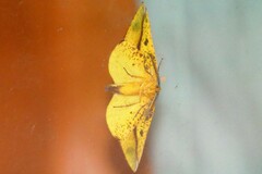 Omiza miliaria
