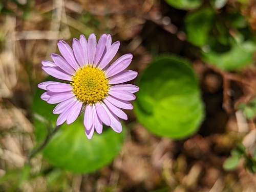 Image of Erigeron peregrinus by (c) Bryn, some rights reserved (CC BY)