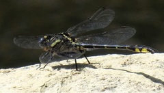 Phanogomphus quadricolor