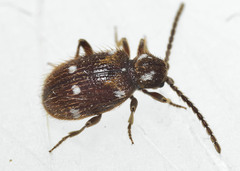 Ptinus exulans