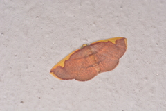 Nothomiza flavicosta