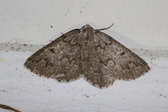 Sabulodes packardata