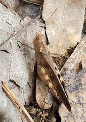 Spharagemon crepitans