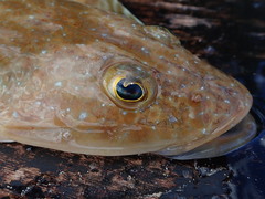 Platycephalus caeruleopunctatus