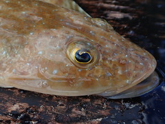 Platycephalus caeruleopunctatus