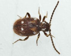 Ptinus exulans
