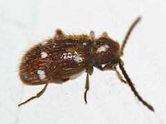 Ptinus exulans