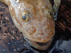 Platycephalus caeruleopunctatus