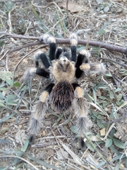 Brachypelma hamorii