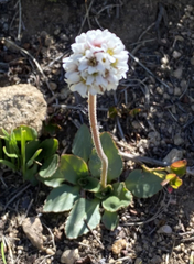 Micranthes rhomboidea