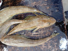 Platycephalus caeruleopunctatus