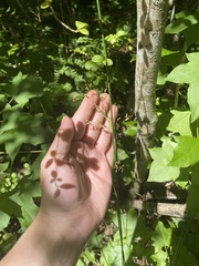 Juncus effusus solutus