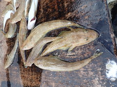 Platycephalus caeruleopunctatus