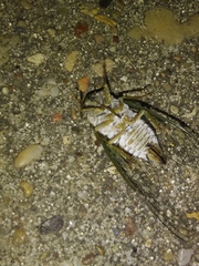 Diceroprocta vitripennis