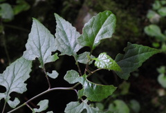 Senecio scandens incisus