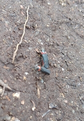 Chauliognathus magellanicus