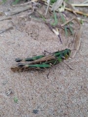 Rhammatocerus pictus