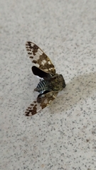 Platypleura kaempferi