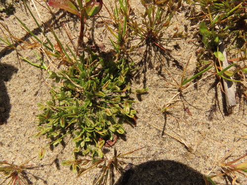 Cyperus pygmaeus iNat (3)