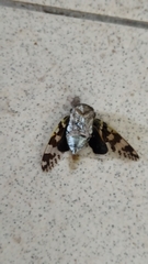 Platypleura kaempferi