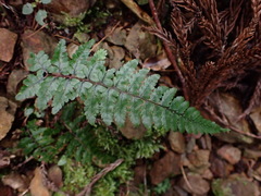 Athyrium leiopodum