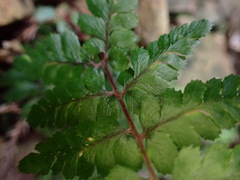 Athyrium leiopodum