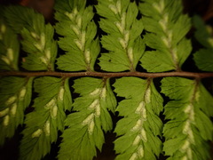 Athyrium leiopodum