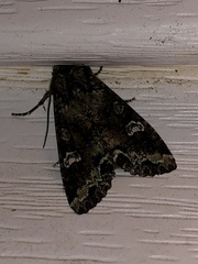 Mamestra configurata