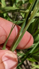 Hesperostipa spartea