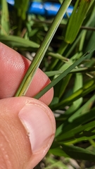 Hesperostipa spartea