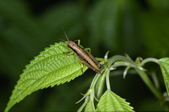 Sinopodisma
