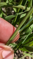 Hesperostipa spartea