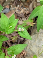 Persicaria nepalensis